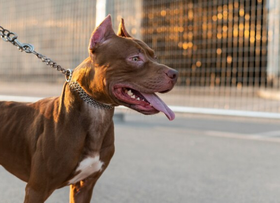 Battling Dog Attacks in Oklahoma