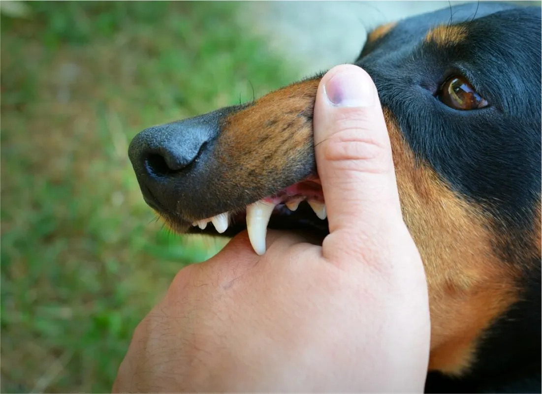 Common Excuses for Dog Bites and Why They Don’t Hold Up in Court