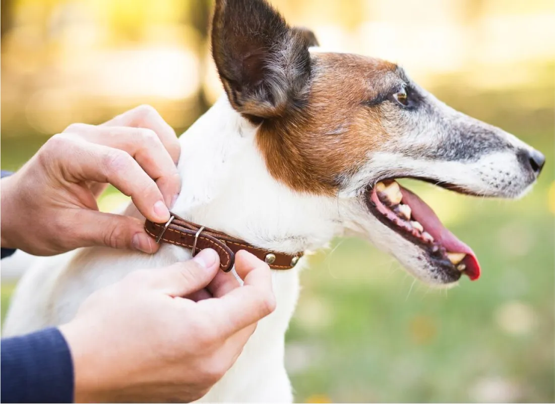 Dog Bite Liability Laws by State – Oklahoma