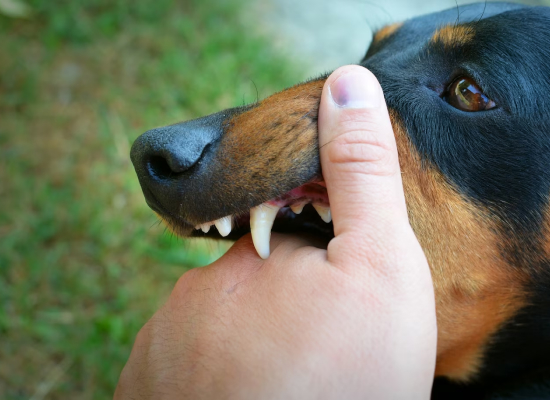Dog Bites and Injury Compensation in Oklahoma