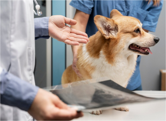 Dog Bites: How to Get Help with Medical Costs