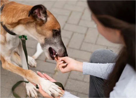 How to Prevent Infection and Treat Injuries After a Dog Bite