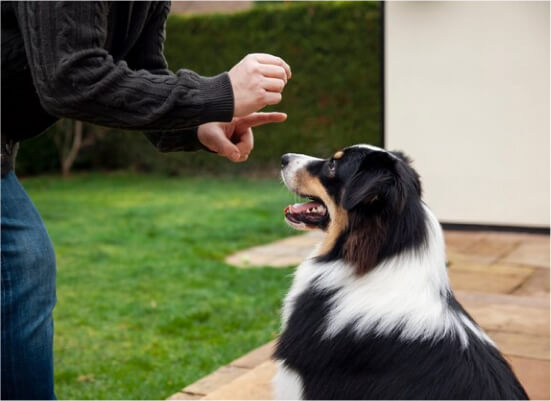 Is a Dog Bite Lawsuit Worth Pursuing?