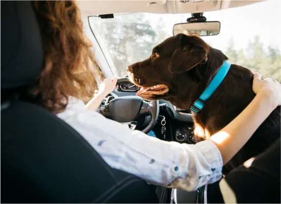 Pets and Distracted Driving in Oklahoma