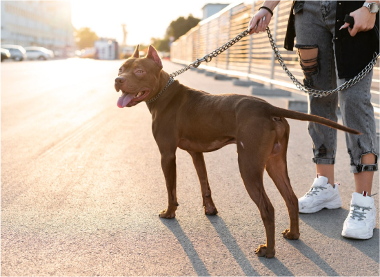 What to Do if You Get Bit by a Dog at a Parade or Fair